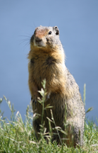 Image of a groundhog standing on a patch of grass.