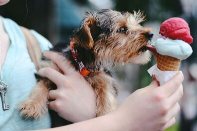 person holding brown and black airedale terrier puppy licking ice cream on cone photo