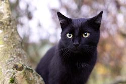 Picture Halloween Black Cat 
