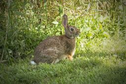 Bunny in Grass
